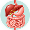 Gastro and liver system