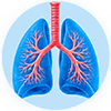 Lungs and respiratory system